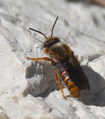 Rhodanthidium sticticum